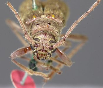 Media type: image;   Entomology 3860 Aspect: head frontal view